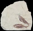 Fossil Fish (Gosiutichthys) Pair - Lake Gosiute #51948-1
